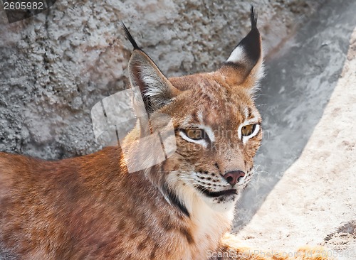 Image of Lynx