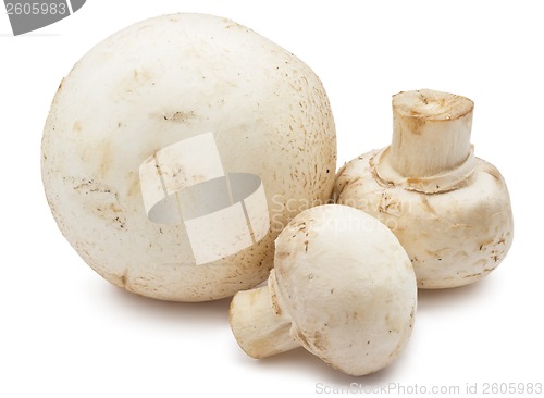 Image of Champignon mushrooms