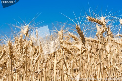 Image of Wheat field