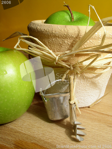 Image of gardening: apples