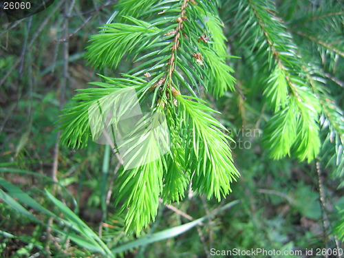 Image of New fir