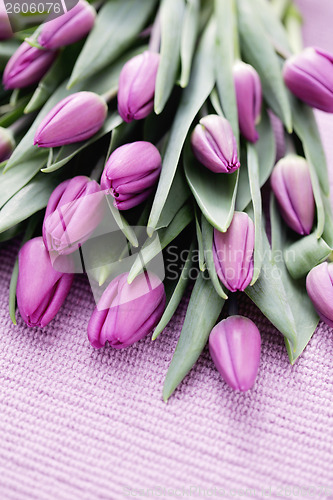 Image of tulips