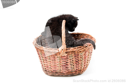 Image of Little cute kitten in basket