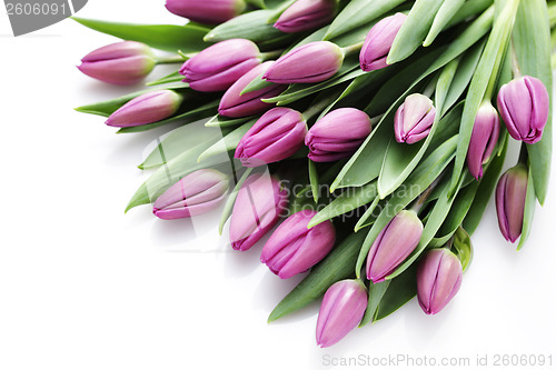 Image of tulips