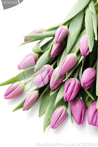 Image of tulips