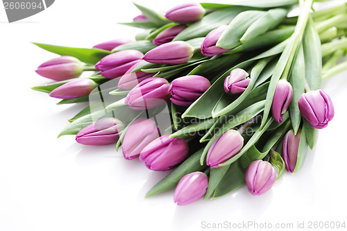 Image of tulips