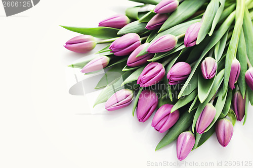 Image of tulips