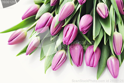 Image of tulips