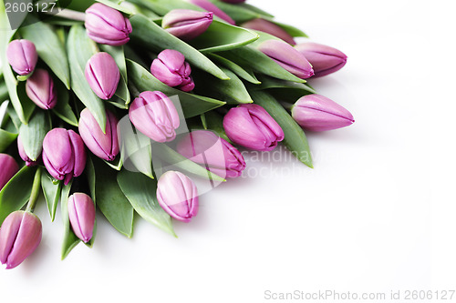 Image of tulips