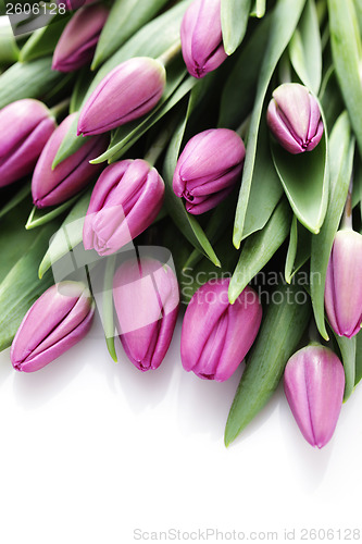 Image of tulips