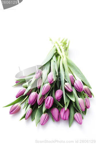 Image of tulips