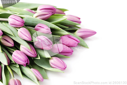 Image of tulips