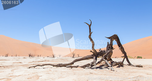 Image of Dead acacia trees and red dunes of Namib desert