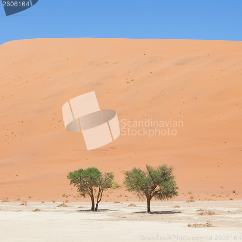 Image of Two living trees in front of the red dunes of Namib desert