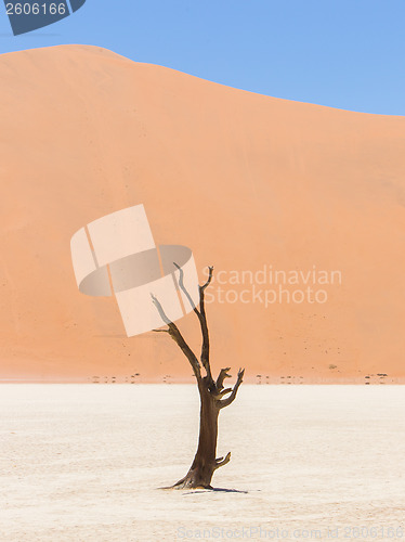 Image of Lonely dead acacia tree in the Namib desert