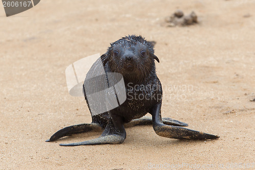 Image of Cape fur seal (Arctocephalus pusillus)