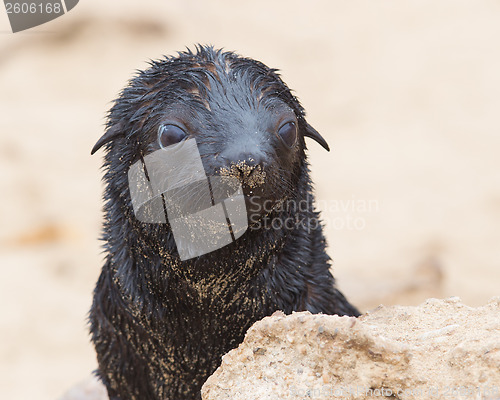 Image of Cape fur seal (Arctocephalus pusillus)