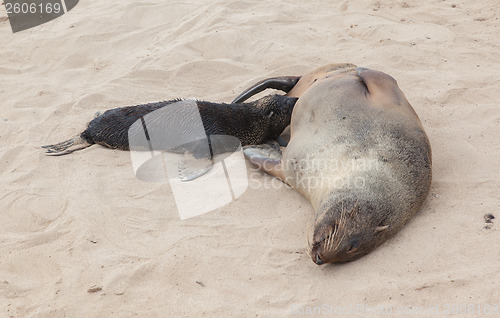 Image of Cape fur seal (Arctocephalus pusillus)