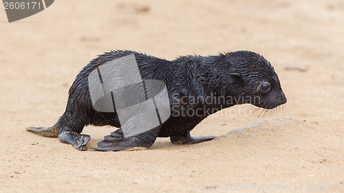 Image of Cape fur seal (Arctocephalus pusillus)