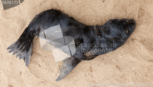 Image of Cape fur seal (Arctocephalus pusillus)