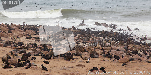 Image of Cape fur seal (Arctocephalus pusillus)