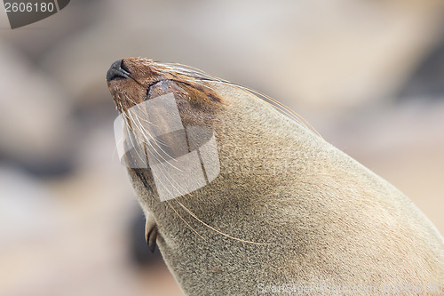 Image of Cape fur seal (Arctocephalus pusillus)