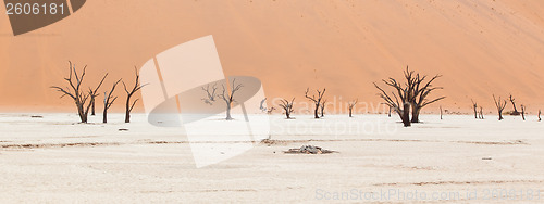 Image of Dead acacia trees and red dunes of Namib desert