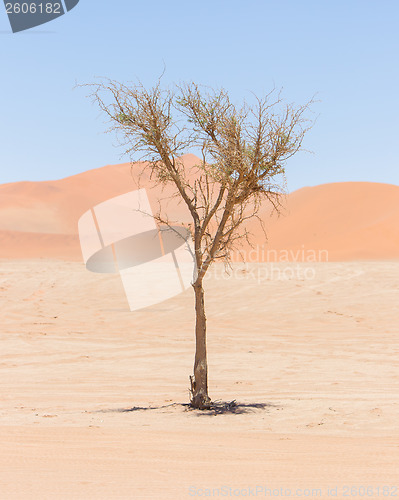 Image of Living tree in front of the red dunes of Namib desert
