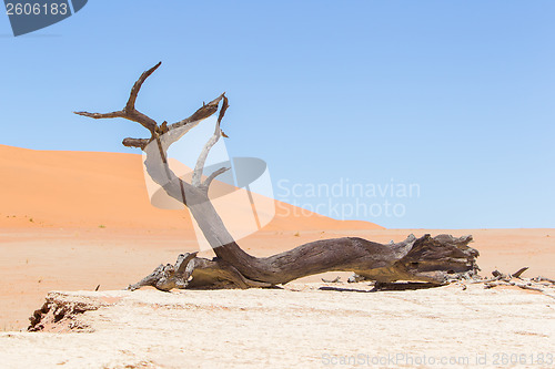 Image of Dead acacia trees and red dunes of Namib desert