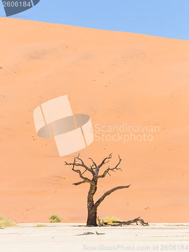 Image of Lonely dead acacia tree in the Namib desert