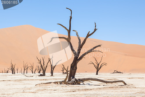 Image of Dead acacia trees and red dunes of Namib desert