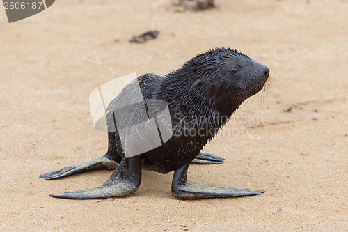 Image of Cape fur seal (Arctocephalus pusillus)