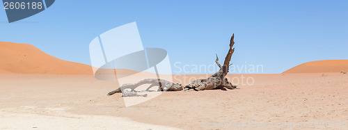 Image of Dead acacia trees and red dunes of Namib desert