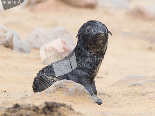 Image of Cape fur seal (Arctocephalus pusillus)