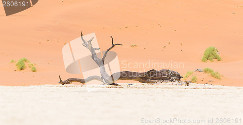 Image of Dead acacia trees and red dunes of Namib desert