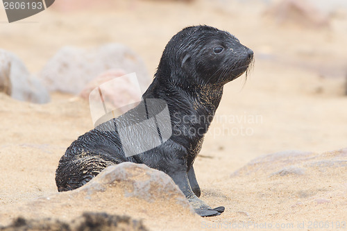 Image of Cape fur seal (Arctocephalus pusillus)