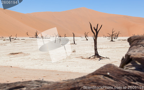 Image of Dead acacia trees and red dunes of Namib desert