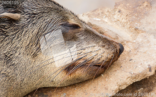 Image of Cape fur seal (Arctocephalus pusillus)
