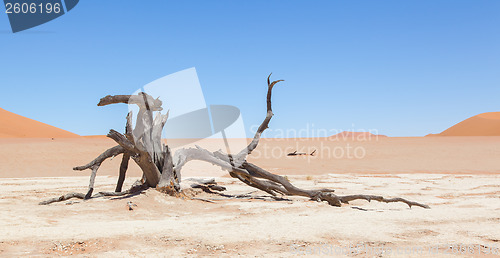 Image of Dead acacia trees and red dunes of Namib desert