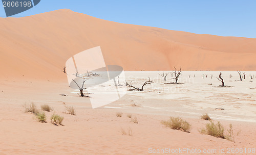 Image of Dead acacia trees and red dunes of Namib desert