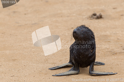 Image of Cape fur seal (Arctocephalus pusillus)