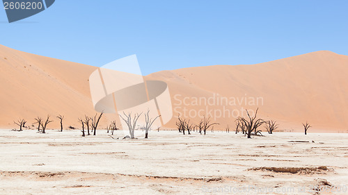 Image of Dead acacia trees and red dunes of Namib desert