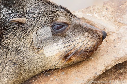 Image of Cape fur seal (Arctocephalus pusillus)