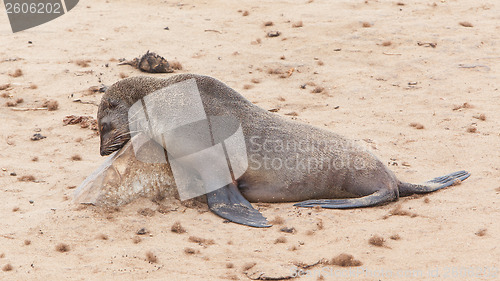 Image of Cape fur seal (Arctocephalus pusillus)