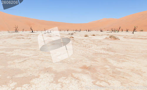Image of Dead acacia trees and red dunes of Namib desert