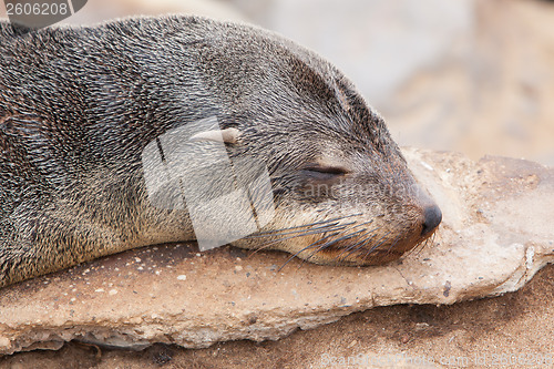 Image of Cape fur seal (Arctocephalus pusillus)
