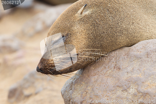 Image of Cape fur seal (Arctocephalus pusillus)