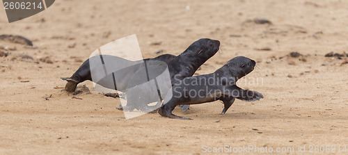 Image of Running cape fur seals (Arctocephalus pusillus)