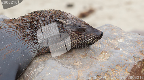 Image of Cape fur seal (Arctocephalus pusillus)