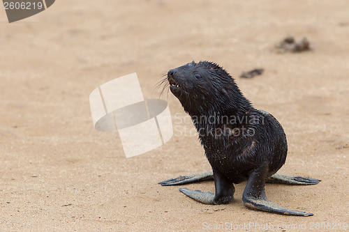 Image of Cape fur seal (Arctocephalus pusillus)